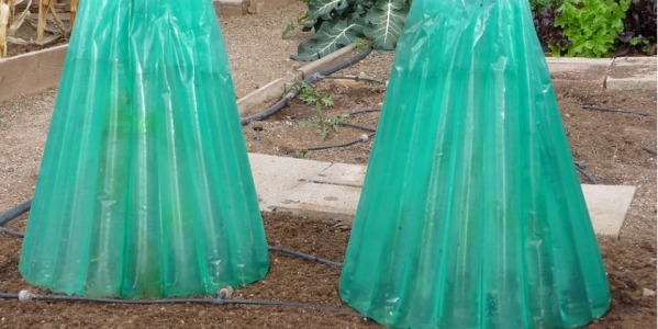 Variété de tomate : Faire le bon choix en fonction de sa région