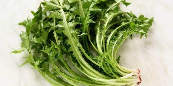 Comment repérer les salades sauvages ?