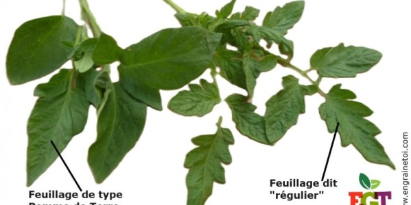 Zoom sur la feuille de tomate