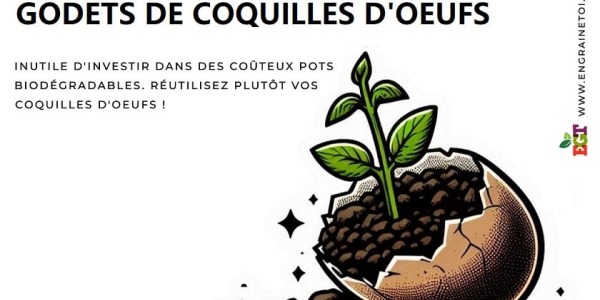 Comment faire ses semis dans des coquilles d'oeufs ?