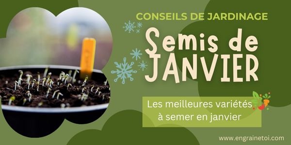 Quelles sont les meilleures variétés à semer en janvier ?