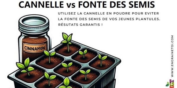 Comment lutter contre la fonte des semis ?