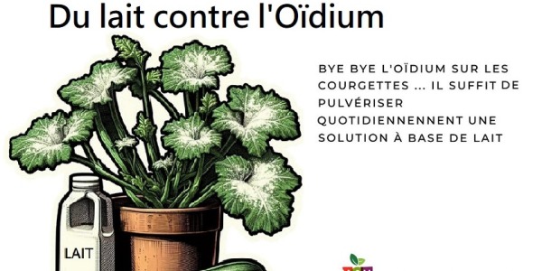 Du lait contre l'oïdium