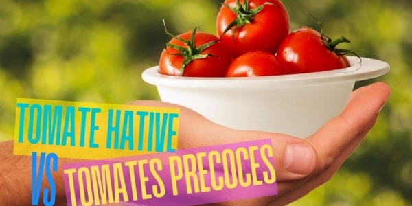 Quelle différence entre une tomate précoce et une tomate hâtive ?