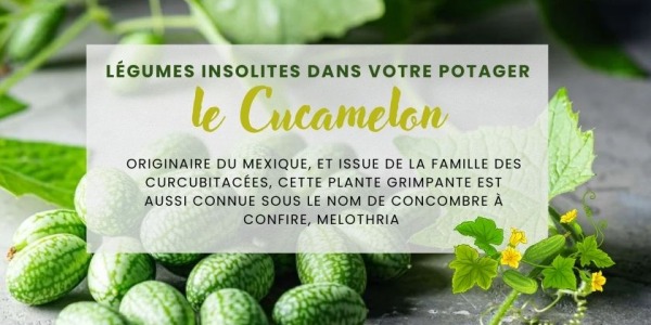 Légume insolite au potager : LE CUCAMELON ou Concombre à confire