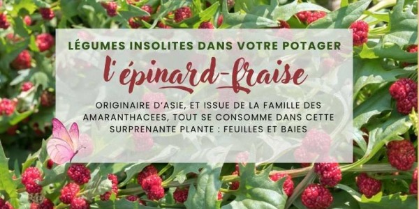 Légume insolite au potager : L'EPINARD-FRAISE