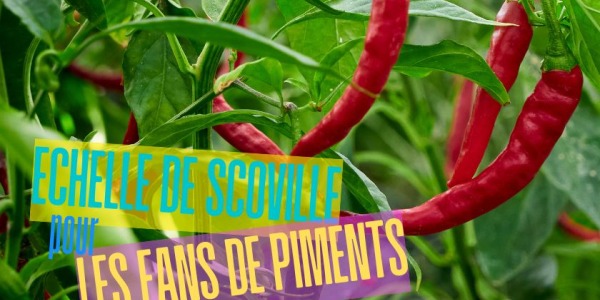 L'échelle de Scoville, un classique pour tous les fans de piments !