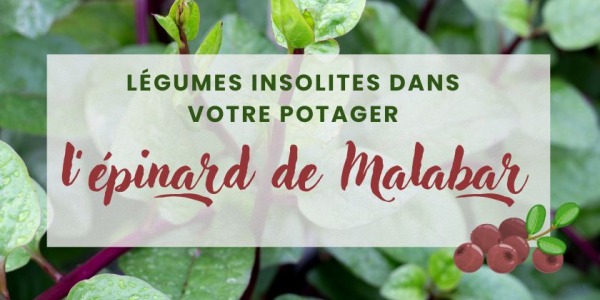 Légume insolite au potager : l'épinard de Malabar rouge (Baselle rubra)