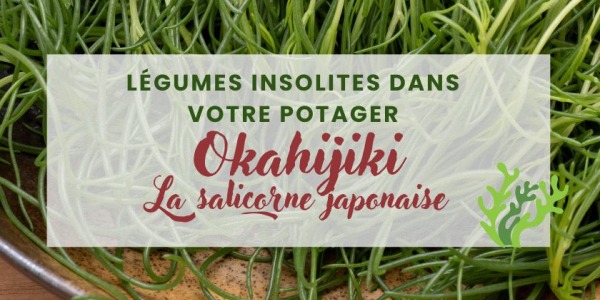 La salicorne japonaise : le “légume herbe” croquant et iodé