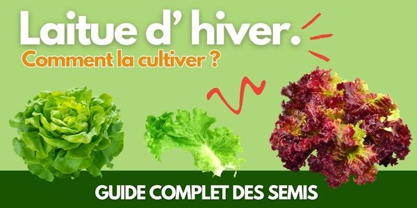 Comment cultiver la laitue d'hiver ? Guide complet des semis