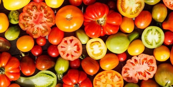 La graine de tomate ancienne a le vent en poupe
