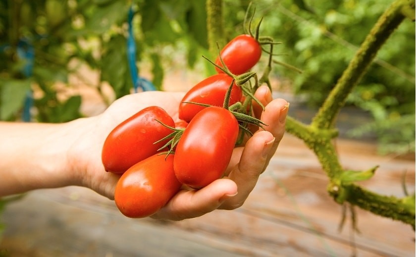 Fiche de culture : Graine de tomate