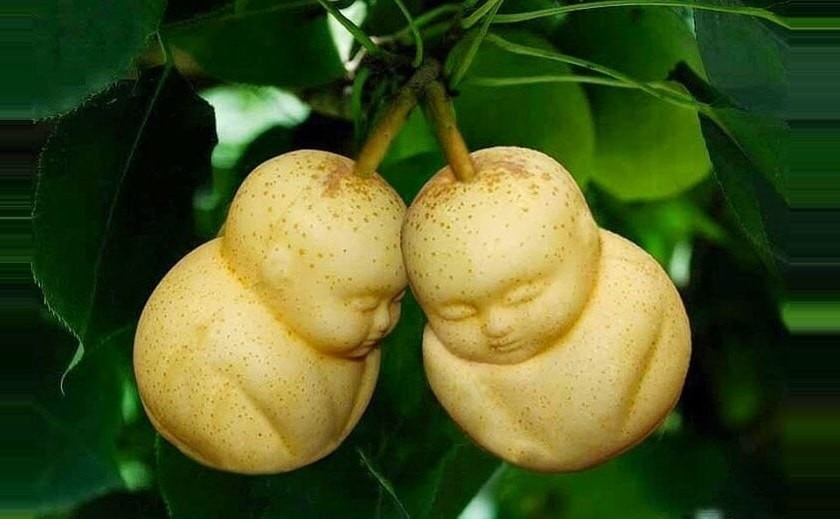 Pomme carrée, concombre en coeur : Vous n'avez rien vu !