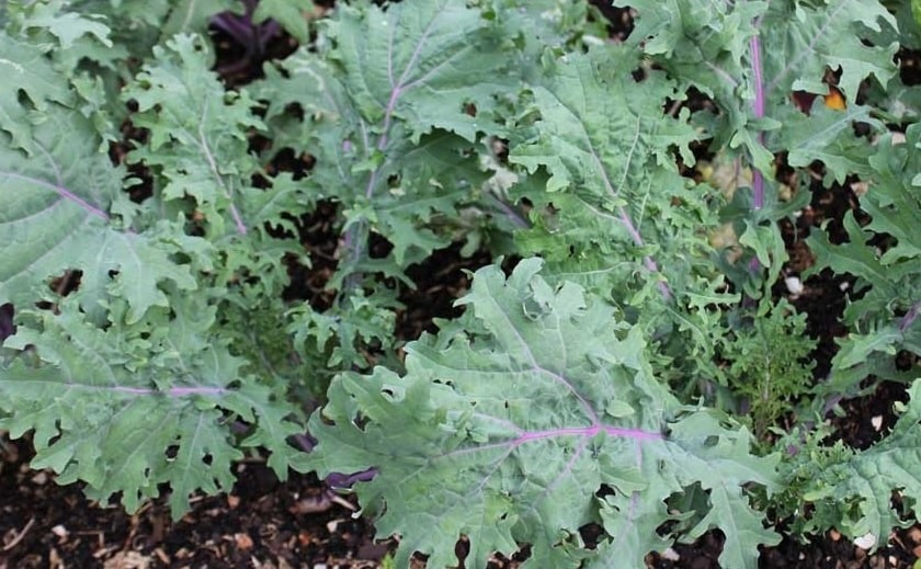 Chou Kale, le légume DETOX à la mode