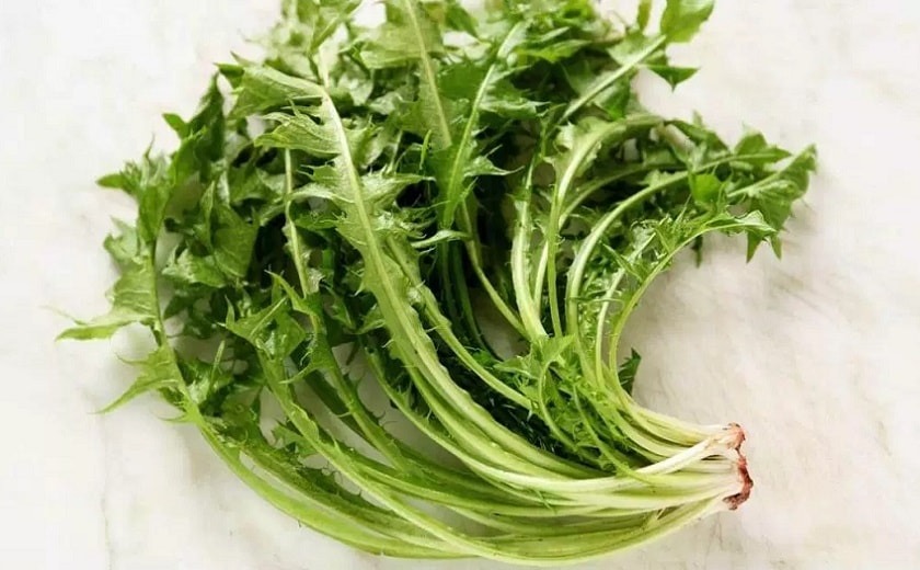 Comment repérer les salades sauvages ?