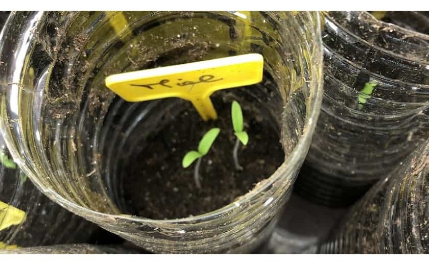 Semis en bouteille - Comment assurer la bonne croissance des plants  ?