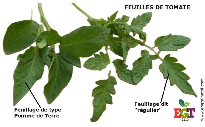 Zoom sur la feuille de tomate