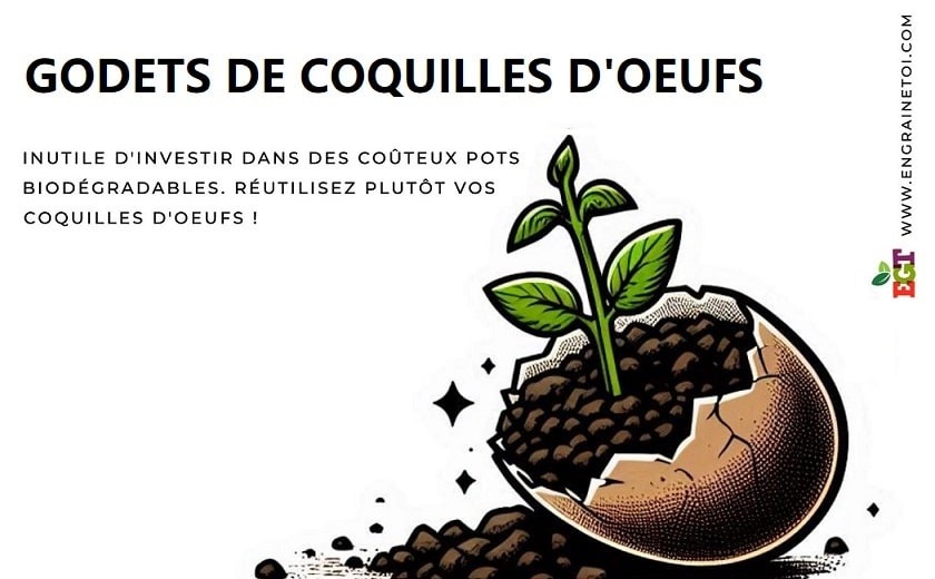 Comment faire ses semis dans des coquilles d'oeufs ?