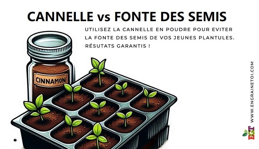 Comment lutter contre la fonte des semis ?
