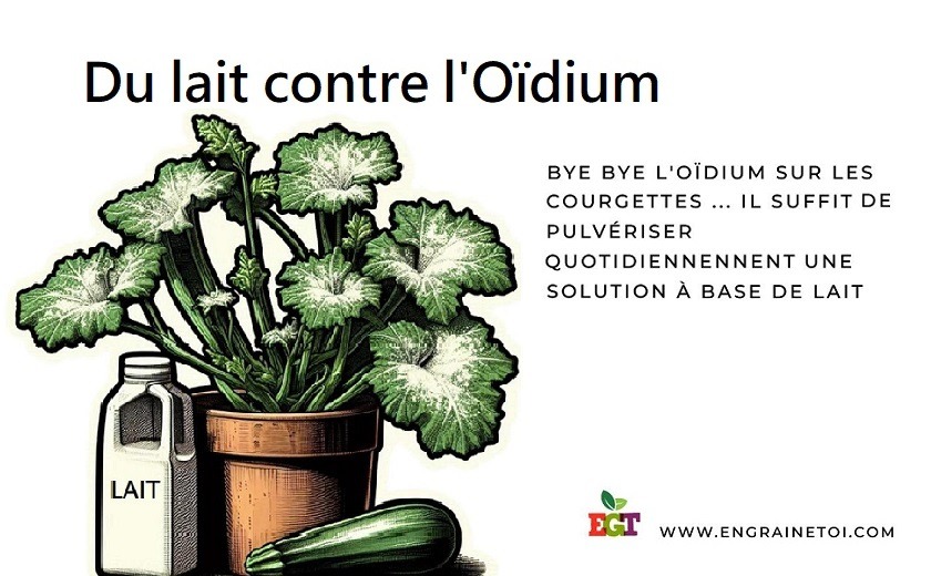 Du lait contre l'oïdium