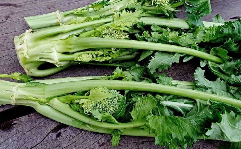 Le Brocoli-rave ou Rapini