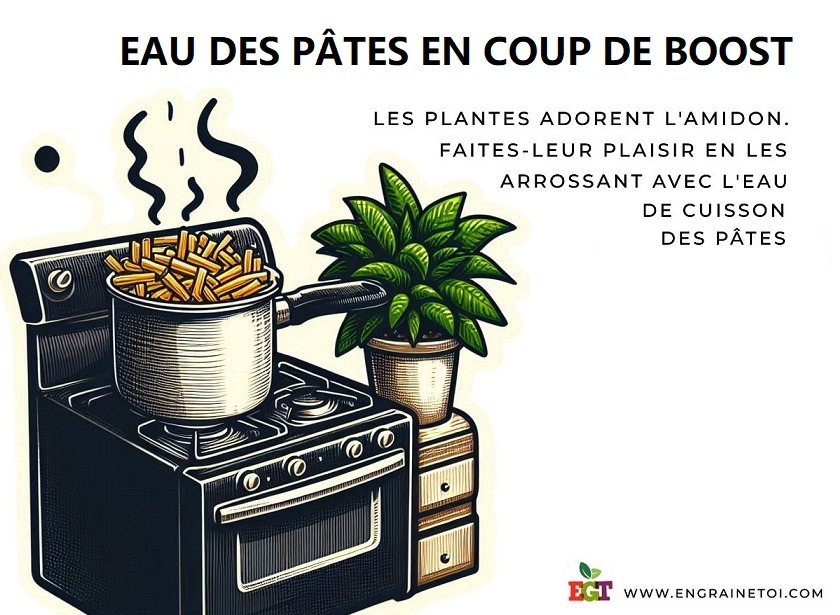 Eau des pâtes en coup de boost au jardin