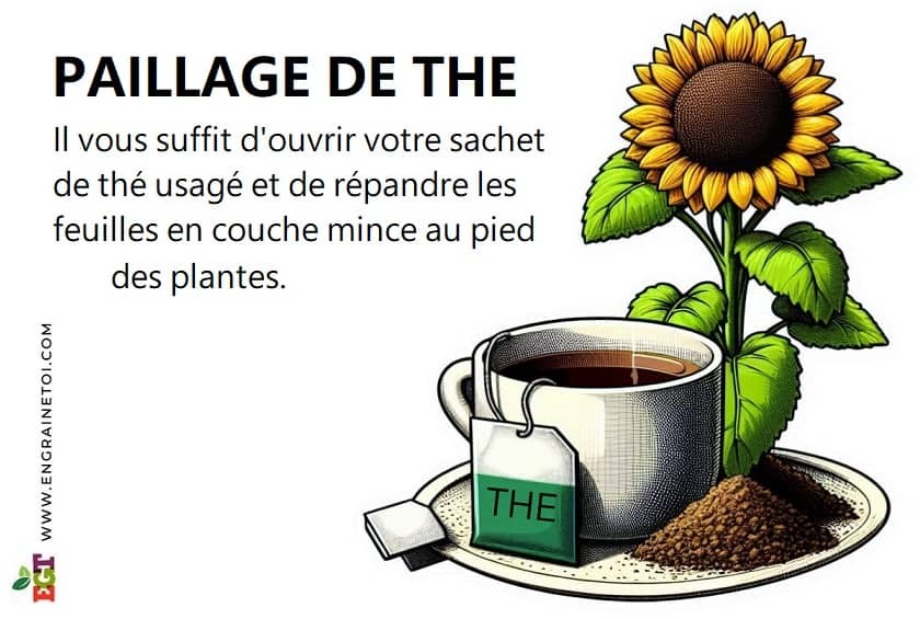 Paillage de thé pour les plantes
