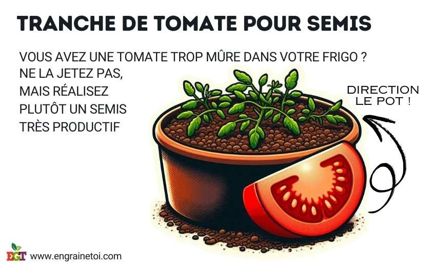 Tranche de tomate pour un semis de graine de tomate
