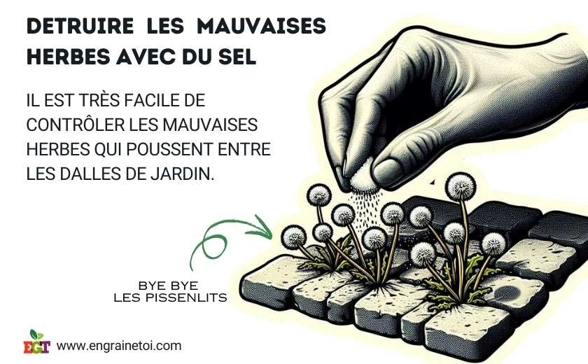 Comment détruire les mauvaises herbes avec du sel ?