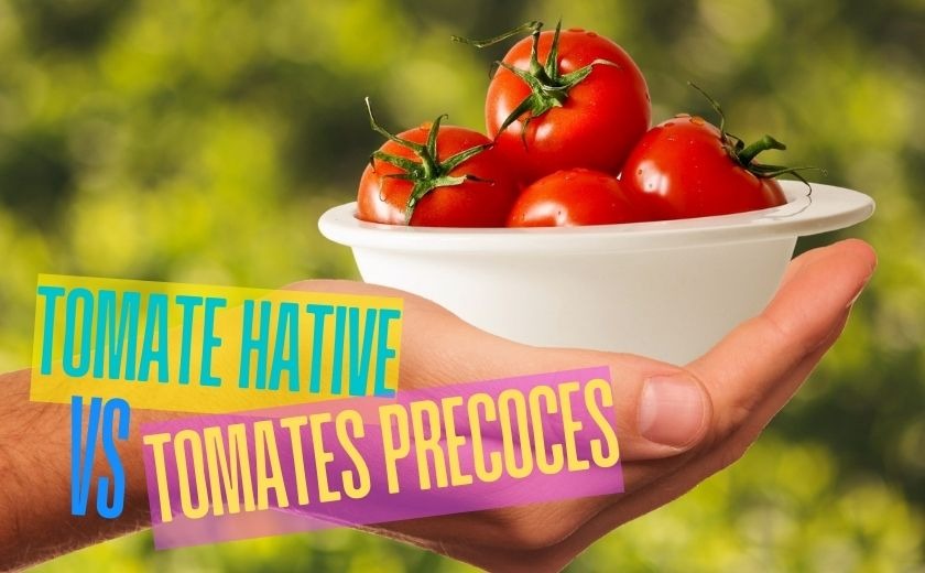 Quelle différence entre une tomate précoce et une tomate hâtive ?