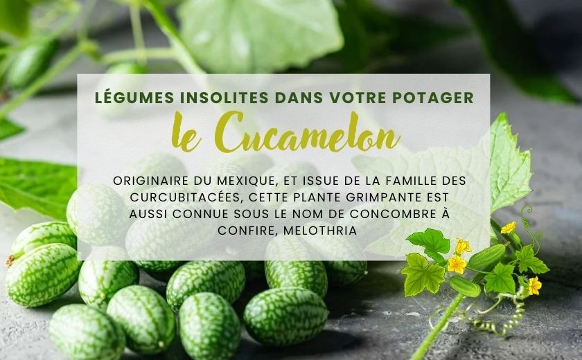 Légume insolite au potager : LE CUCAMELON ou Concombre à confire