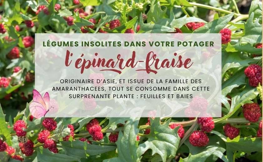 Légume insolite au potager : L'EPINARD-FRAISE