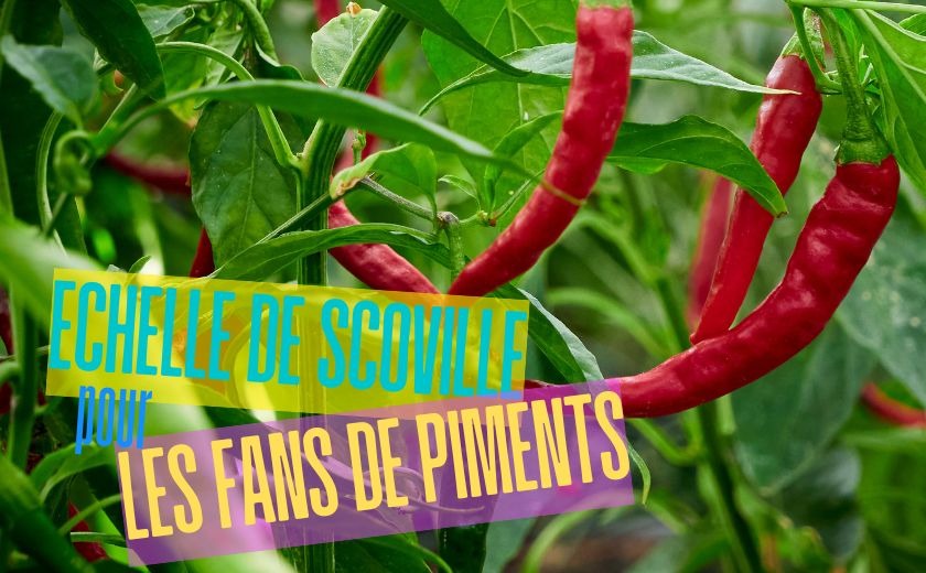 L'échelle de Scoville, un classique pour tous les fans de piments !