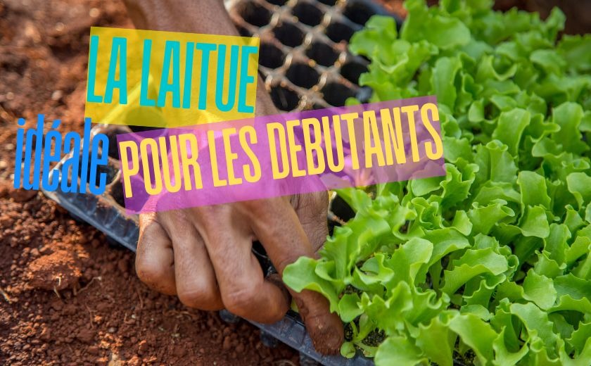 La laitue, idéale pour les jardiniers débutants