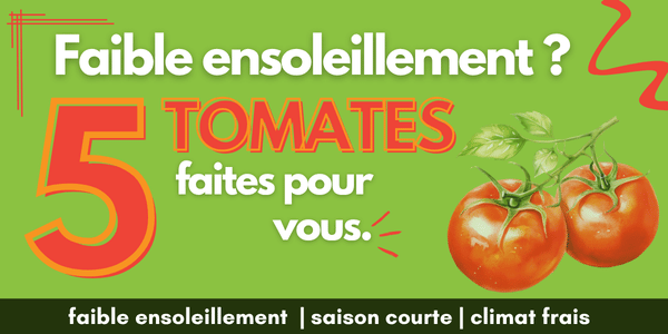 Top 5 des Tomates pour Faible Ensoleillement et Saison Courte